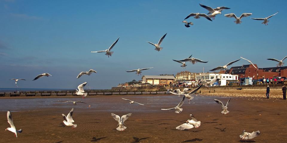 2012 seagulls feeding